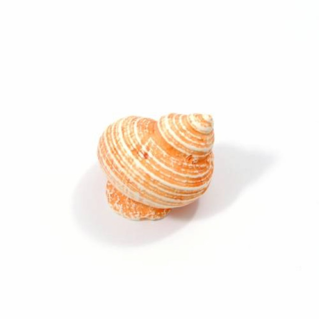 ΠΟΜΟΛΑΚΙ ΚΟΧΥΛΙ