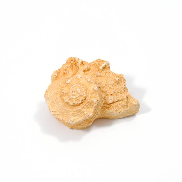 ΠΟΜΟΛΑΚΙ ΣΑΛΙΓΚΑΡΙ ΤΗΣ ΘΑΛΑΣΣΑΣ