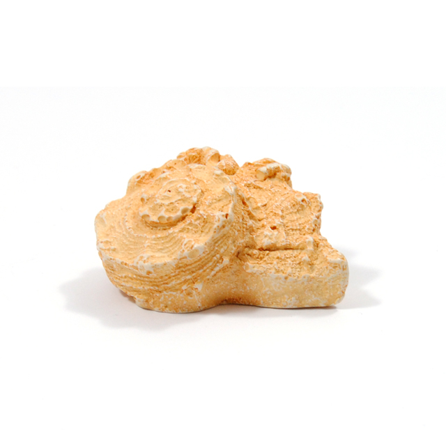 ΠΟΜΟΛΑΚΙ ΣΑΛΙΓΚΑΡΙ ΤΗΣ ΘΑΛΑΣΣΑΣ